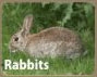 Rabbit Removal