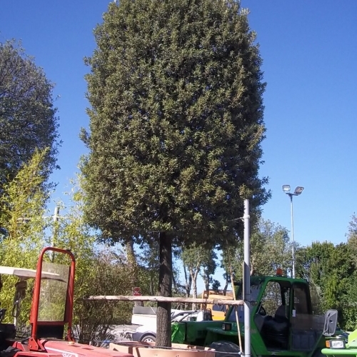 Quercus Ilex 70 80 3