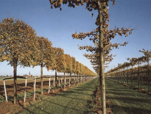 Cubed Hornbeam