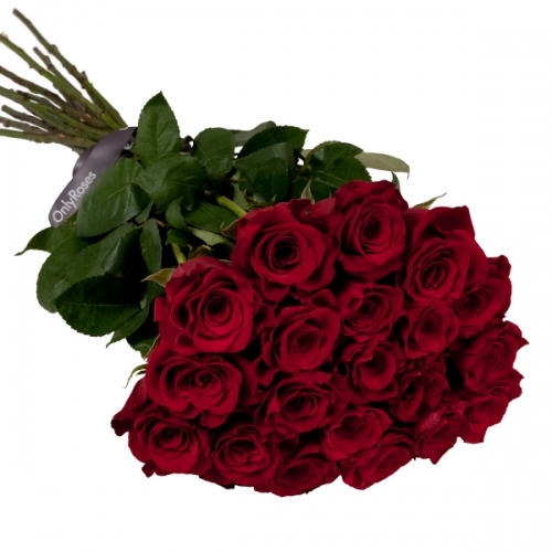 Long stemmed Red Ecuador Roses - to order for delivery on our website
