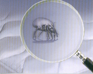 Mattressbug dust mite