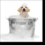 DOG GROOMING