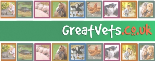 GreatVets.co.uk has been set up with the aim of creating the most comprehensive veterinary directory improving online visibility for every veterinary practice in the UK and enabling pet owners and potential clients to easily find a vet in their local area