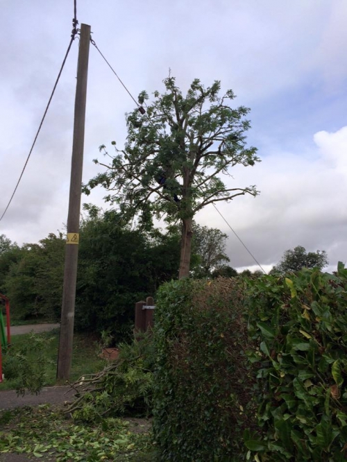 tree surgery