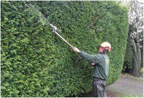 Hedge Cutting, Trimming, Removal