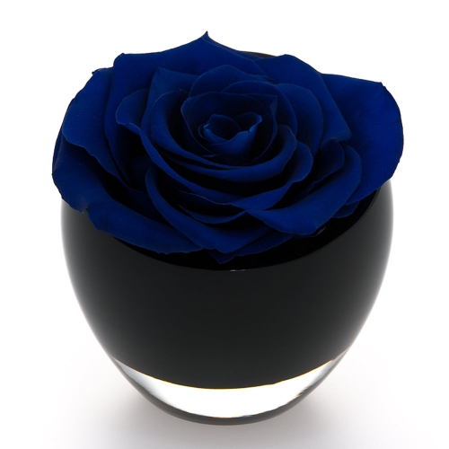 The InfiniteRose
